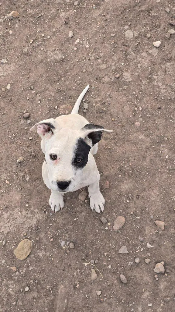 A baby medium-sized male White / Cream Terrier dog named Hansel for adoption in Uxbridge, MA