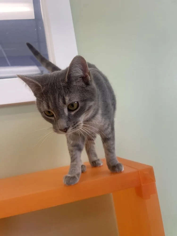 Sweet Tart thumbnail 2