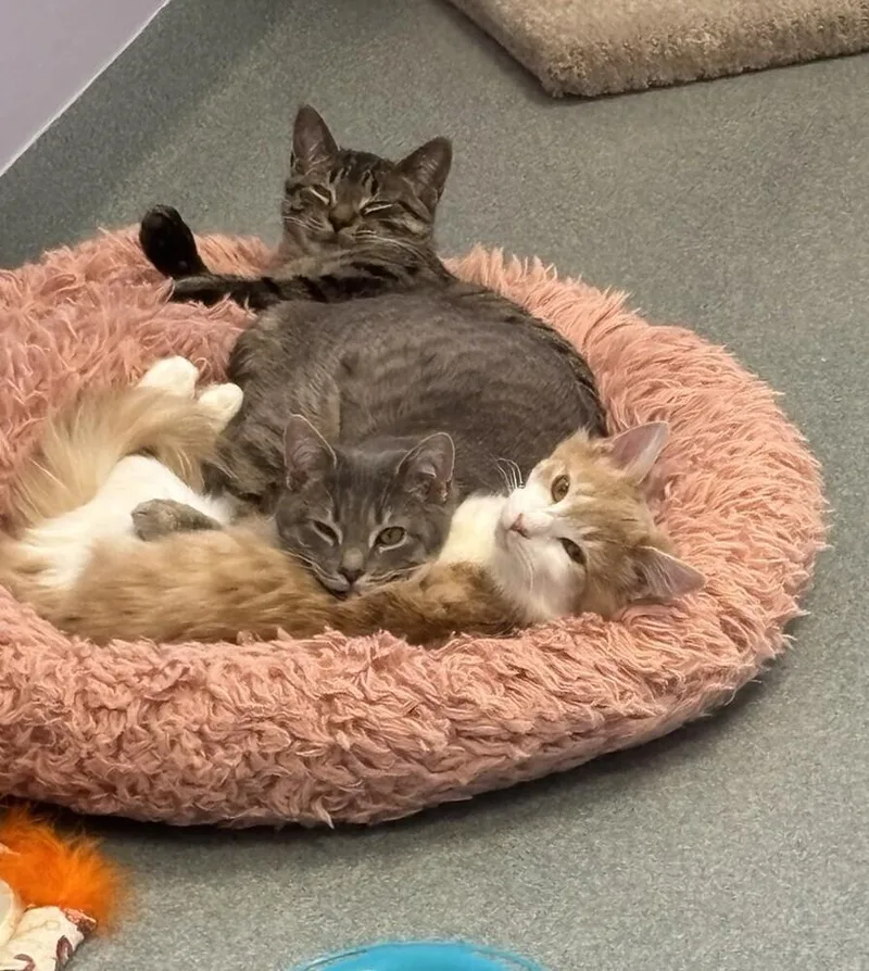 Sweet Tart thumbnail 3