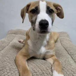 A baby small-sized female Yellow / Tan / Blond / Fawn Pit Bull Terrier dog named Faith for adoption in Fort Collins, CO
