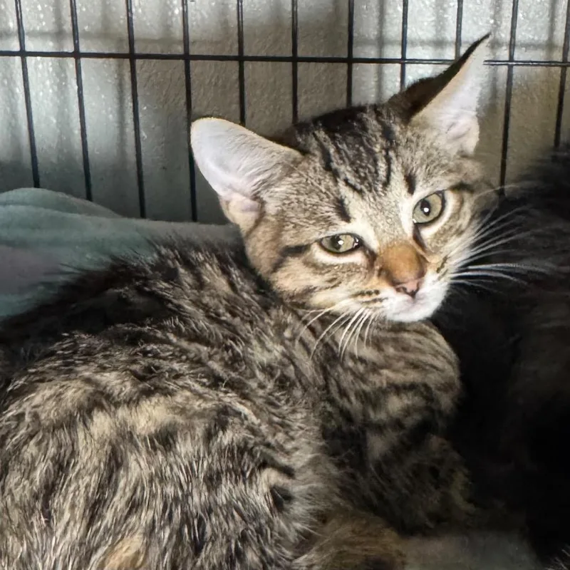 A baby medium-sized female Domestic Short Hair cat named Adele for adoption in Saginaw, MI