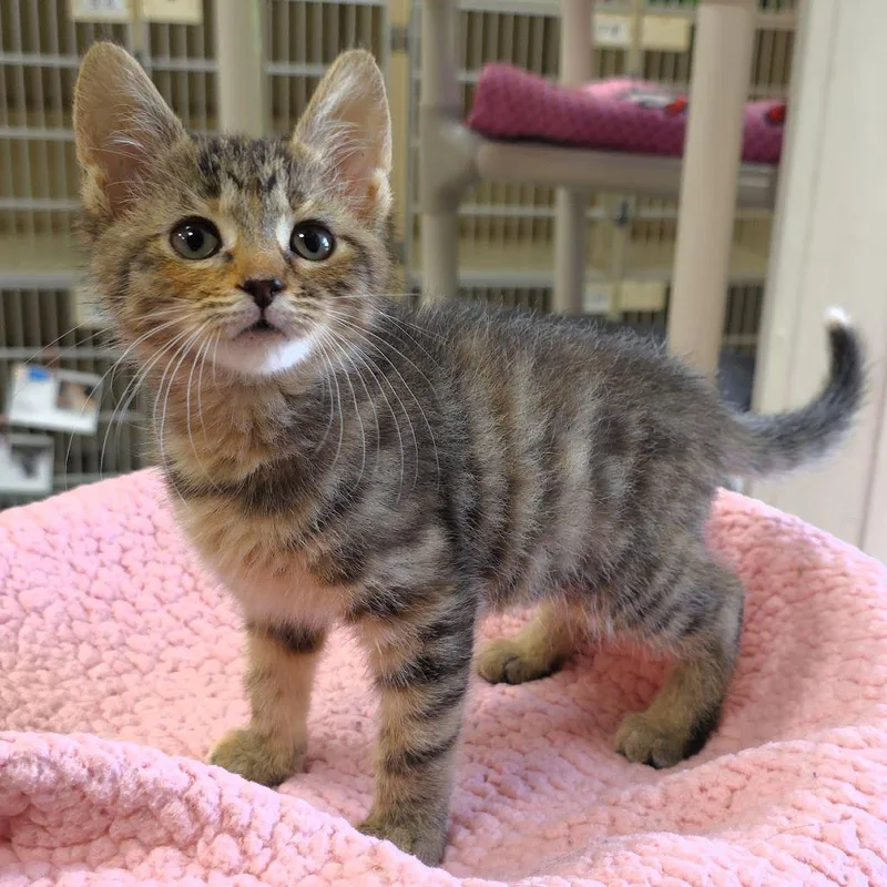 A baby small-sized female Brown / Chocolate Domestic Short Hair cat named Gretchen for adoption in Michigan City, IN