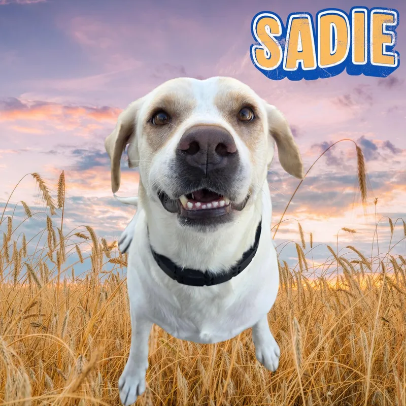 An adult large-sized female Yellow Labrador Retriever dog named Sadie for adoption in South Padre Island, TX
