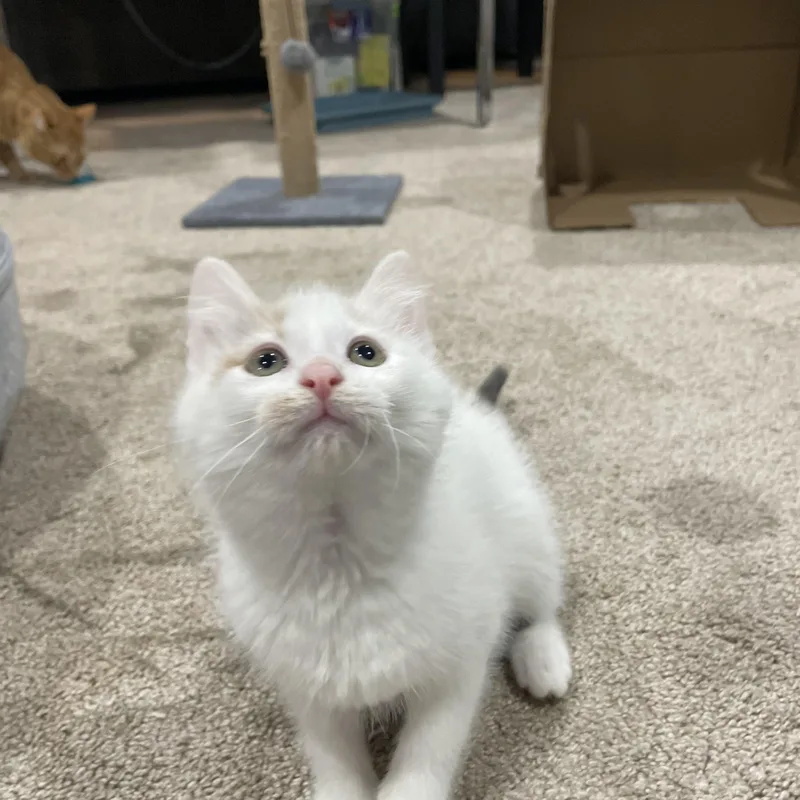 A baby small-sized female Dilute Calico Domestic Short Hair cat named Peony for adoption in Pardeeville, WI