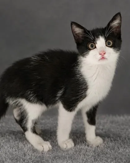 A baby small-sized male Domestic Short Hair cat named Litten for adoption in Fresno, CA