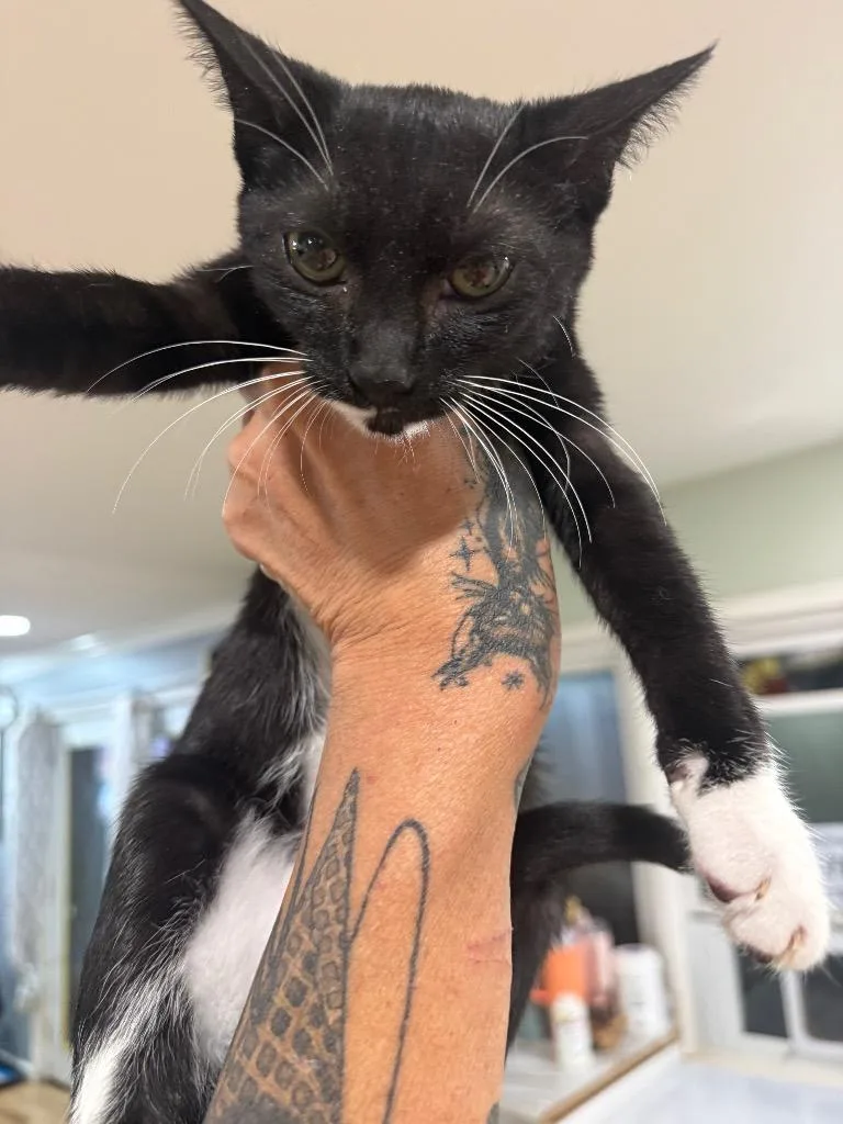 A baby large-sized female Domestic Short Hair cat named Ruby for adoption in warrenville, SC