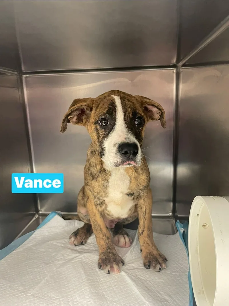 Vance