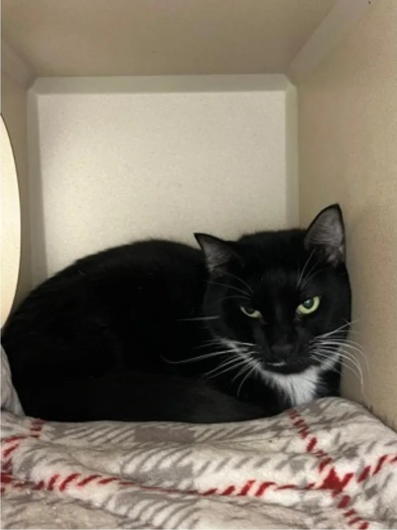 An adult medium-sized female Black & White / Tuxedo Domestic Short Hair cat named Eclipse for adoption in Winfield, KS