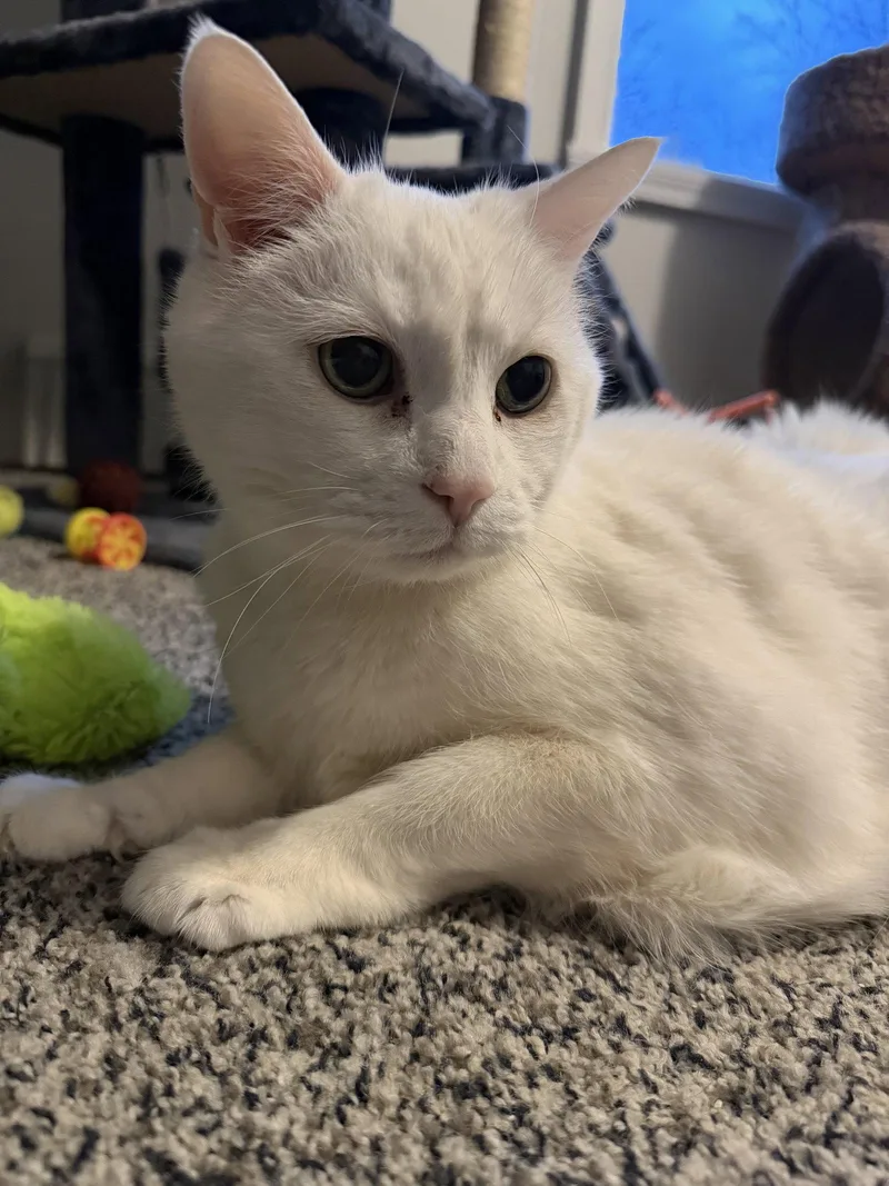 A senior large-sized male White Domestic Short Hair cat named Ziggy for adoption in East Derry, NH