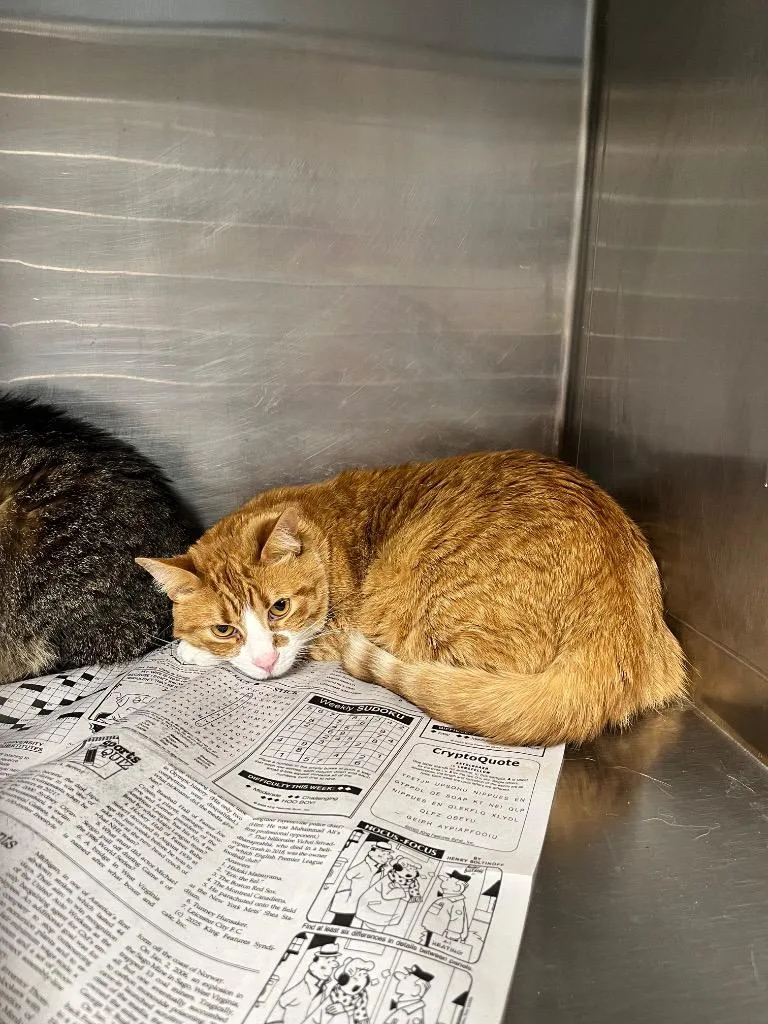 An adult large-sized male Domestic Short Hair cat named Elton for adoption in Hopkinsville, KY