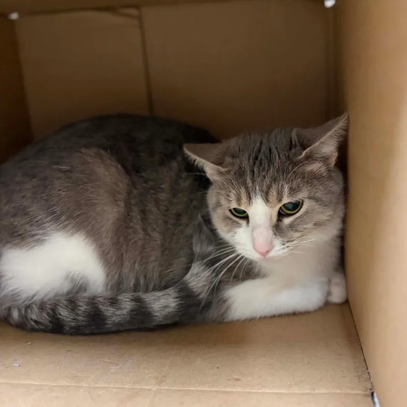 An adult medium-sized female Domestic Short Hair cat named Muffin for adoption in Milan, IL