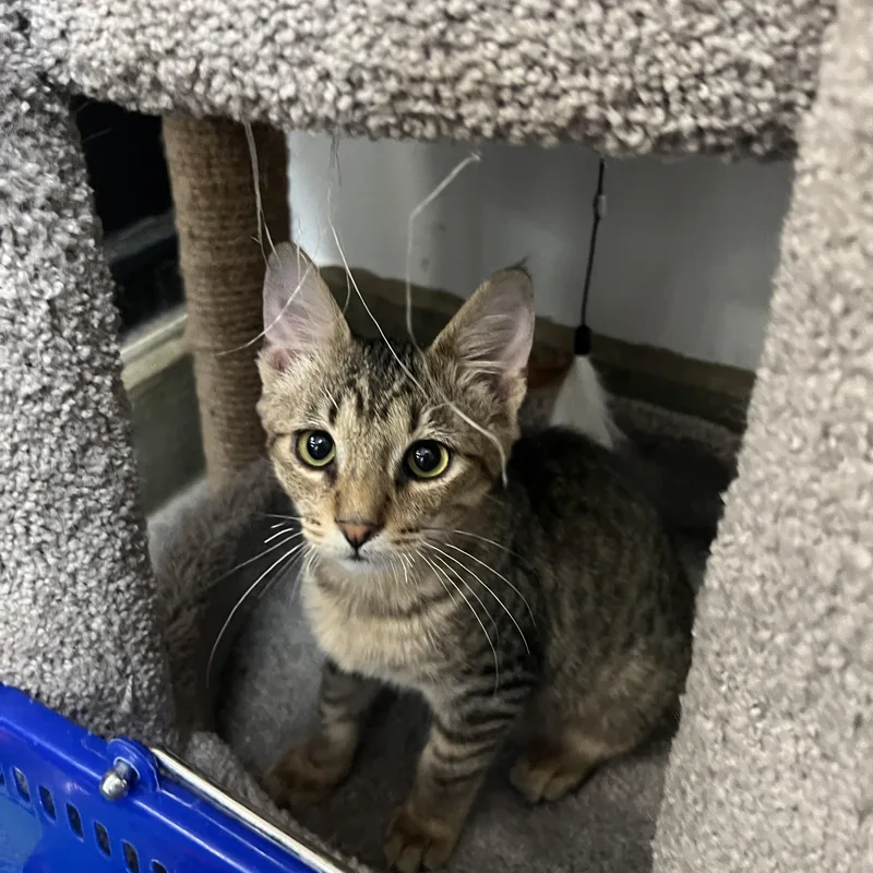 A baby medium-sized male Domestic Short Hair cat named Ramses for adoption in Palmetto, FL
