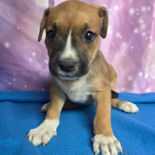 A baby small-sized female Brown / Chocolate Boxer dog named Couch for adoption in Fort Collins, CO