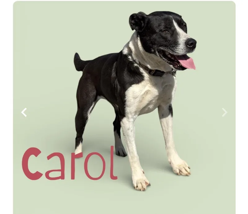 A young medium-sized female Black Mixed Breed dog named Carol for adoption in Hendersonville, TN