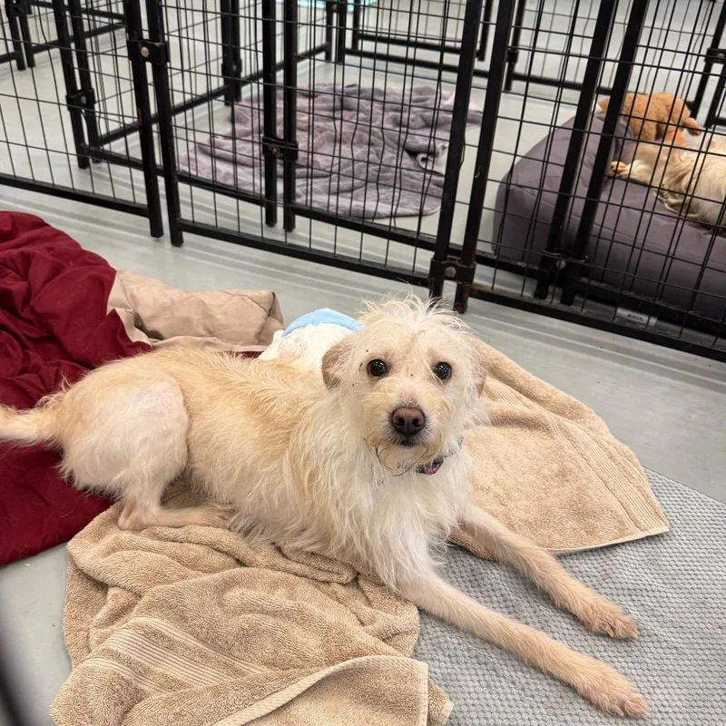 An adult small-sized female White / Cream Terrier dog named Blair for adoption in Houston, TX