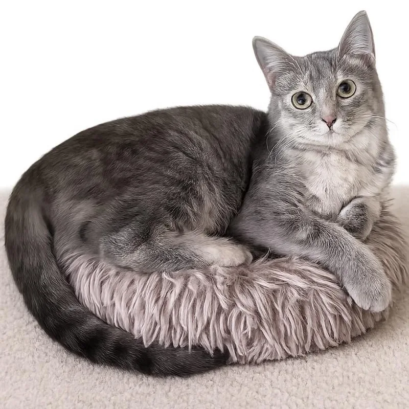 A young large-sized female Domestic Short Hair cat named Noni for adoption in Fort Worth, TX