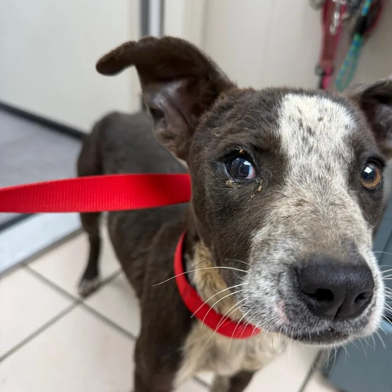 A young small-sized male Black Terrier dog named Darwin for adoption in Pasadena , MD