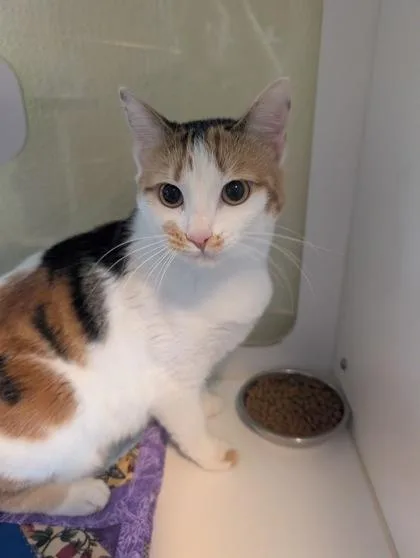 A young large-sized female Domestic Short Hair cat named Twinkles for adoption in Divide, CO
