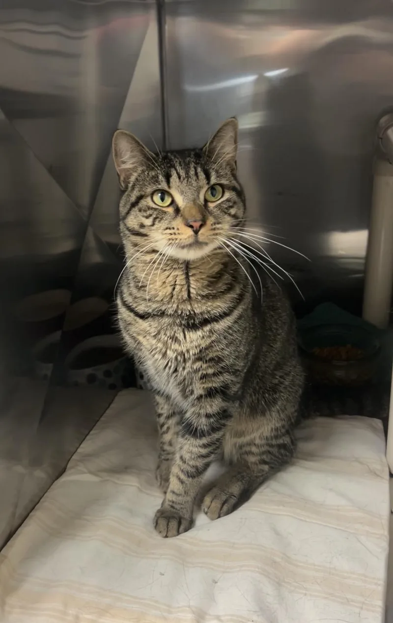 A young medium-sized male Tabby (Brown / Chocolate) Domestic Short Hair cat named Oak for adoption in Montville, NJ