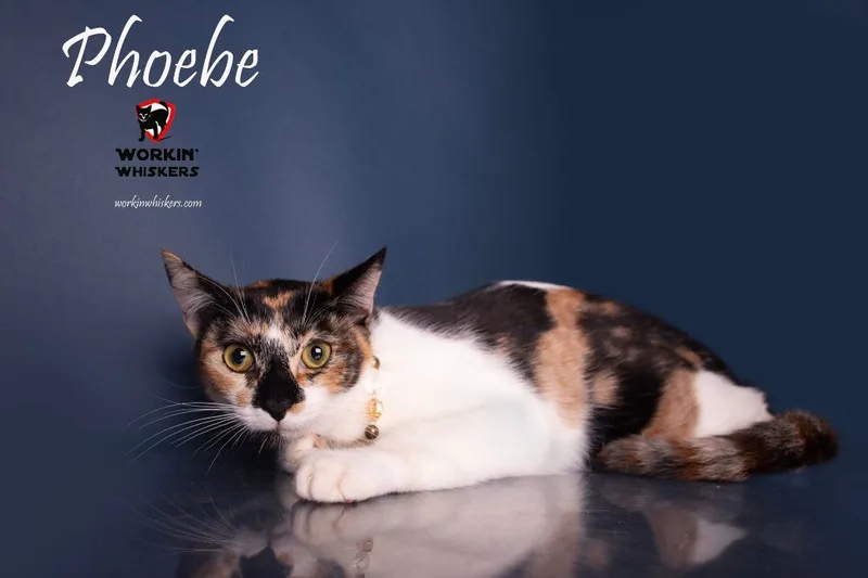 A young medium-sized female Calico cat named Phoebe for adoption in HEMET, CA