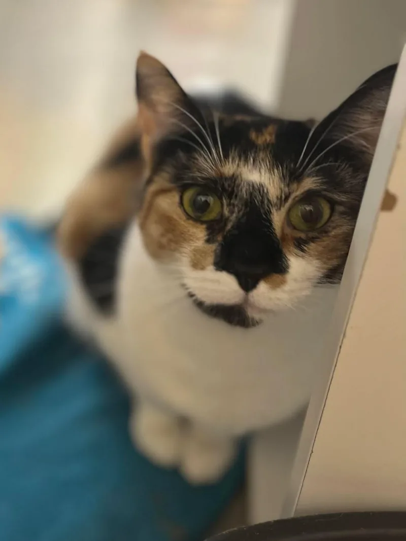 Phoebe thumbnail 5
