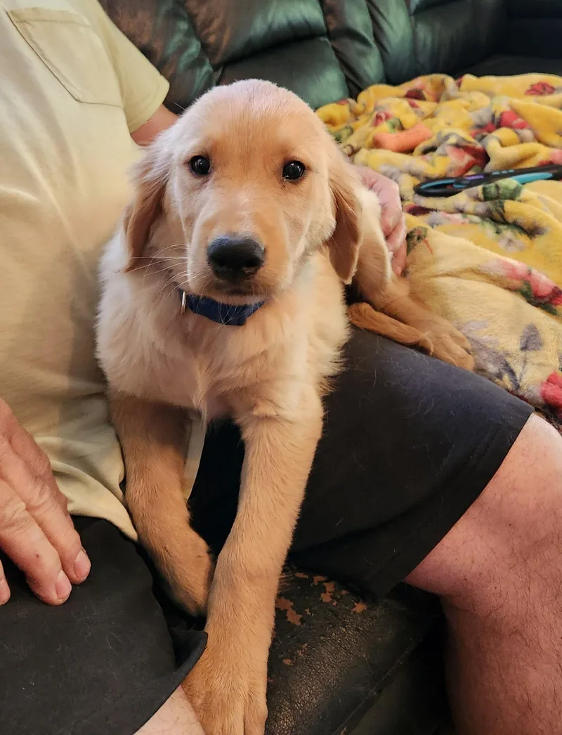 A baby small-sized male Apricot / Beige Golden Retriever dog named Hudson for adoption in Twin lakes, WI