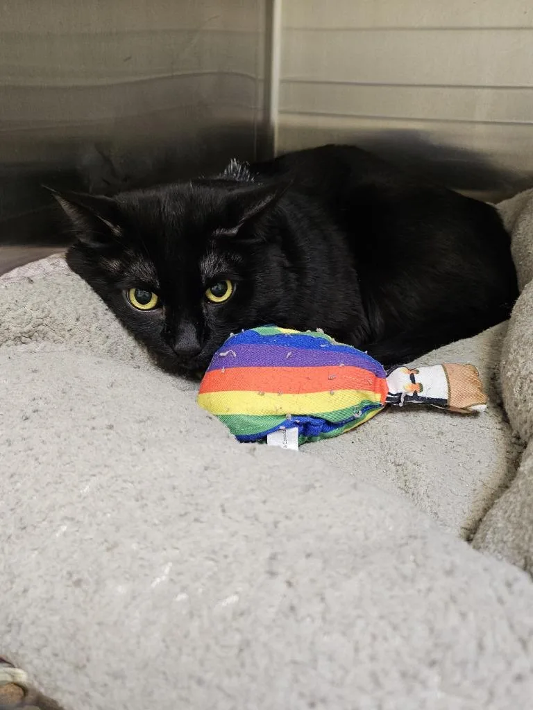 Gremlin Ohc thumbnail 2