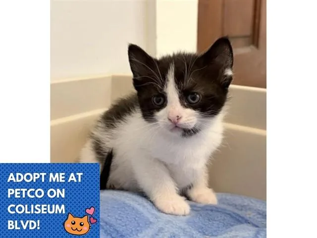 A baby small-sized female Domestic Short Hair cat named Coral for adoption in Fort Wayne, IN