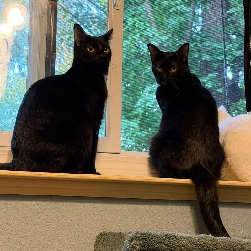 A young medium-sized male Black Domestic Short Hair cat named Malcolm & Olivia for adoption in Saint Francis, MN