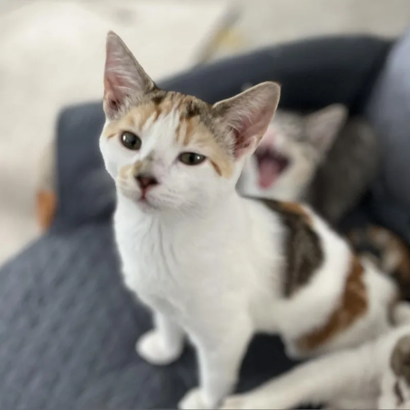 An adult medium-sized female White Domestic Short Hair cat named Daisy for adoption in Bismarck, ND