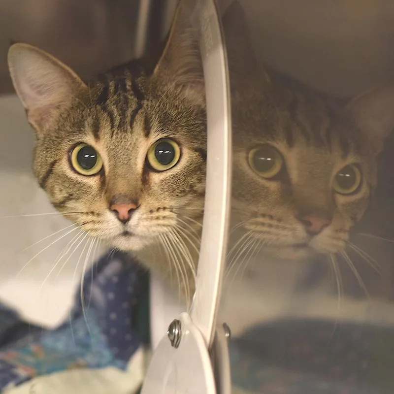 A senior large-sized male Brown / Chocolate Domestic Short Hair cat named Tuck for adoption in Belleville, IL