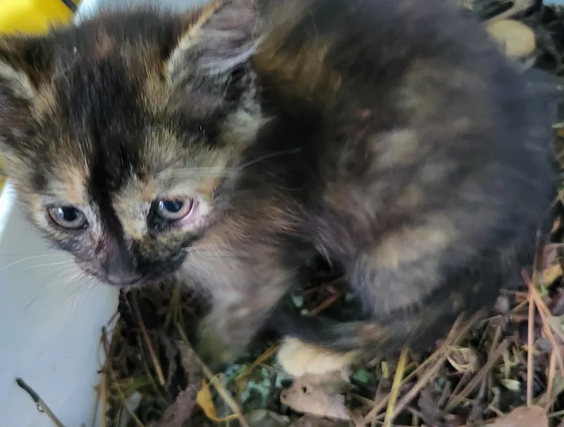 A baby medium-sized female Tortoiseshell Domestic Short Hair cat named Nala for adoption in GREENVILLE, NC