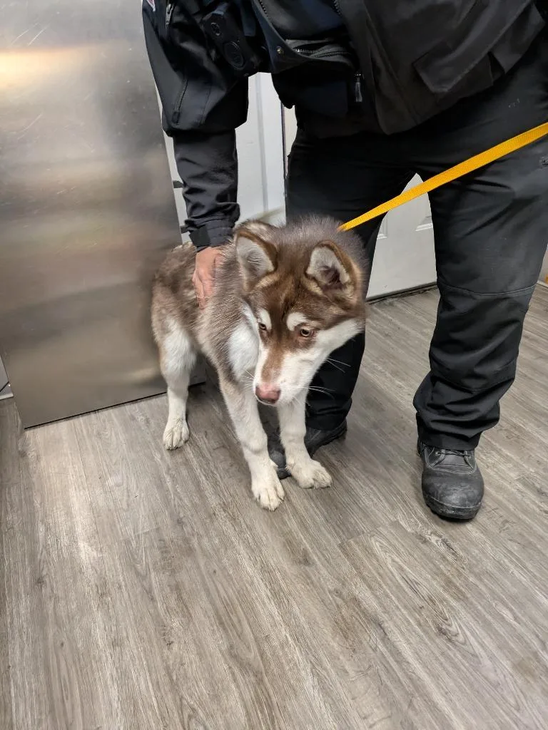 A young medium-sized female Alaskan Malamute dog named Bella for adoption in Kodiak, AK