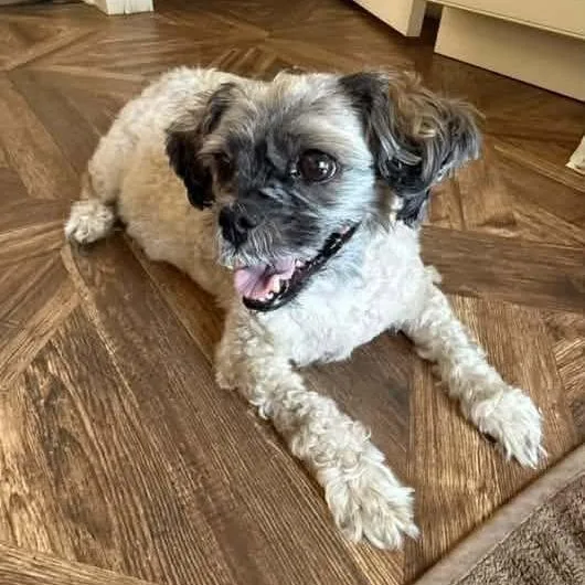 A senior small-sized female White / Cream Shih Tzu dog named Nugget for adoption in Long Island City, NY