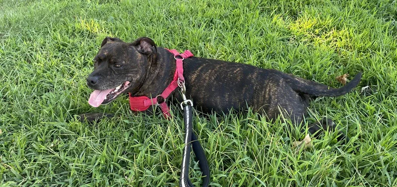 An adult medium-sized female Pit Bull Terrier dog named Shasta Pocket Princess! LOVES for adoption in Oxford, MI