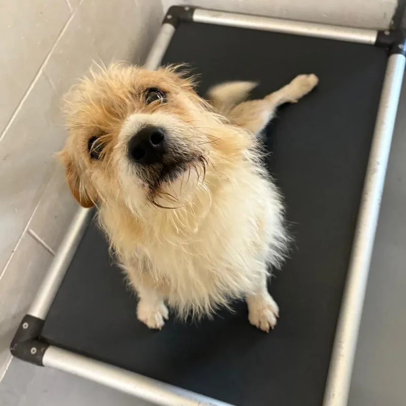 An adult small-sized male Yellow / Tan / Blond / Fawn Terrier dog named Murphy for adoption in Morganton, NC
