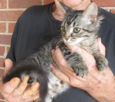 A baby medium-sized male Tabby (Gray / Blue / Silver) Maine Coon cat named Jack & Jill for adoption in Paris, KY