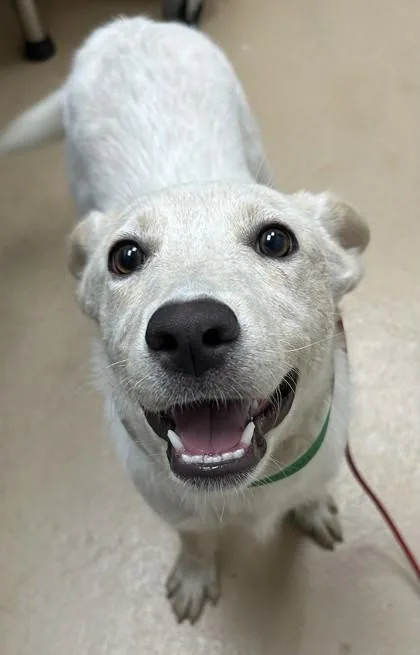 A young medium-sized female Cattle Dog dog named Roxy for adoption in Phoenix, AZ