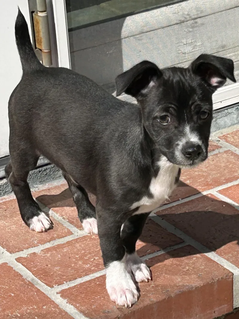 A young small-sized male Black Jack Russell Terrier dog named Butch for adoption in La Palma, CA