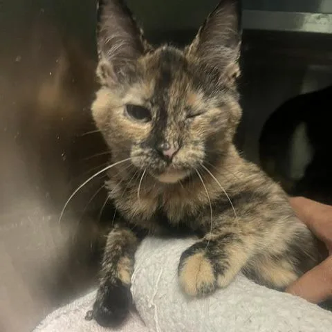 A baby small-sized female Orange / Red Domestic Short Hair cat named Enid for adoption in Dayton, OH