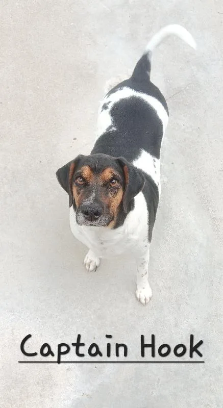 An adult medium-sized male Terrier dog named Captain Hook for adoption in Seymour, IN