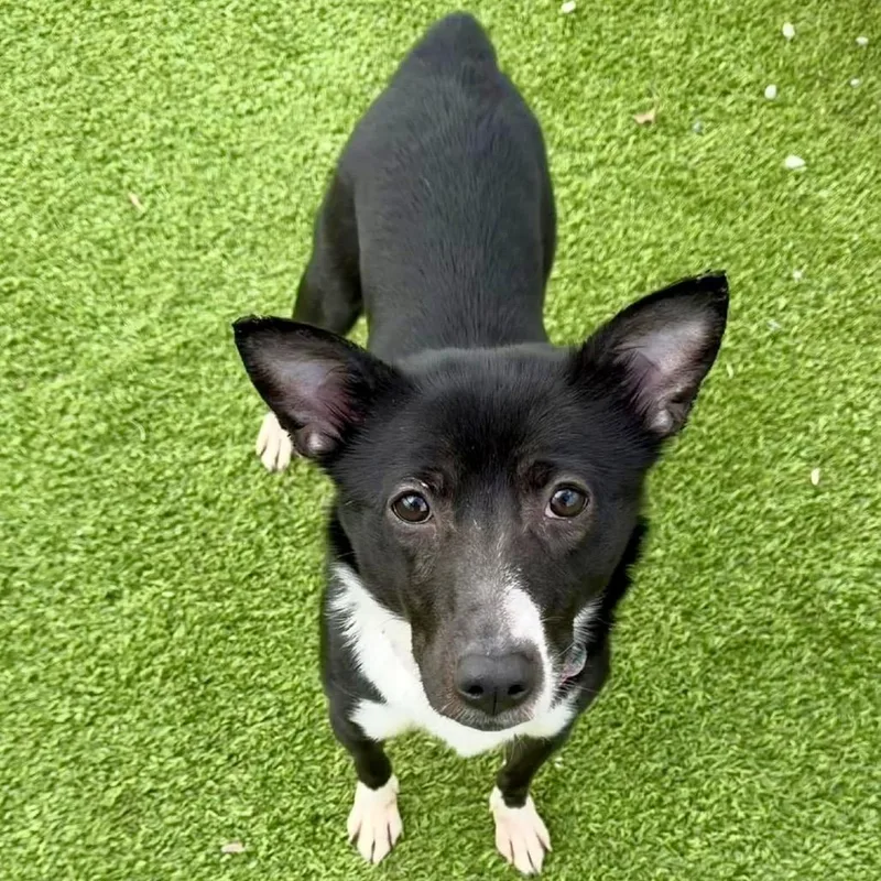 An adult medium-sized female Black Terrier dog named Paisley for adoption in Binghamton, NY