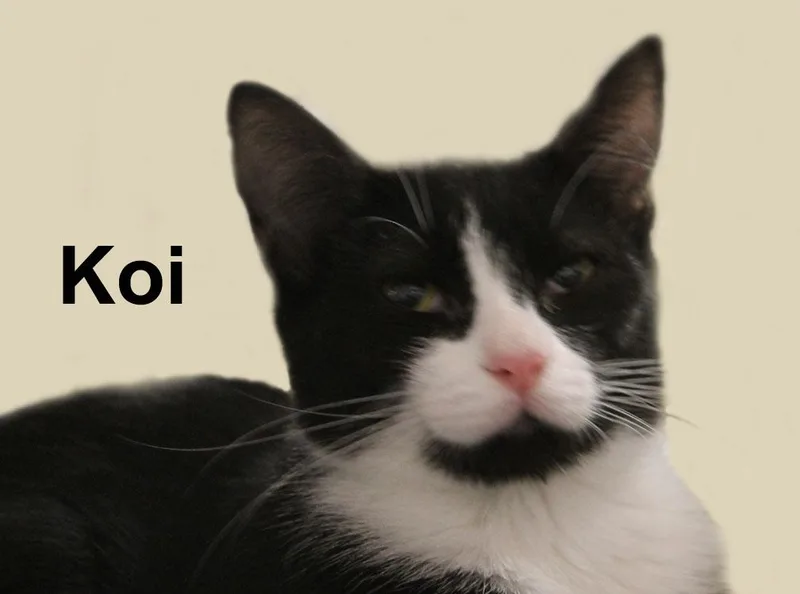 A baby medium-sized female Black & White / Tuxedo Domestic Short Hair cat named Koi Gil. for adoption in Stowe, PA