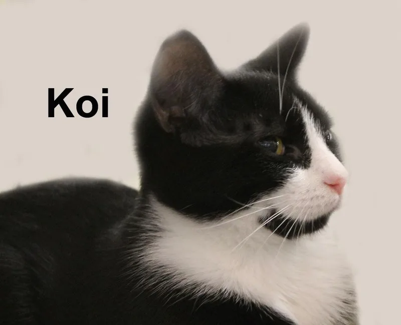 Koi Gil. thumbnail 2