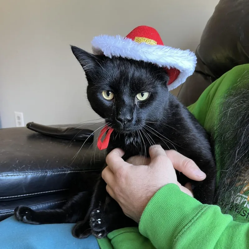 Shit Starter thumbnail 4