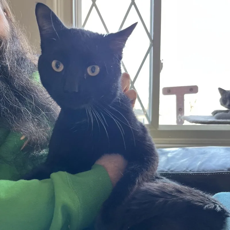 Shit Starter thumbnail 5