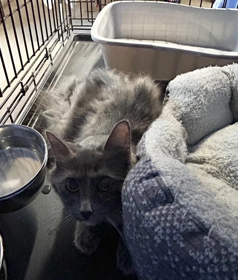 A young medium-sized female Domestic Medium Hair cat named Solvira for adoption in Portland, IN