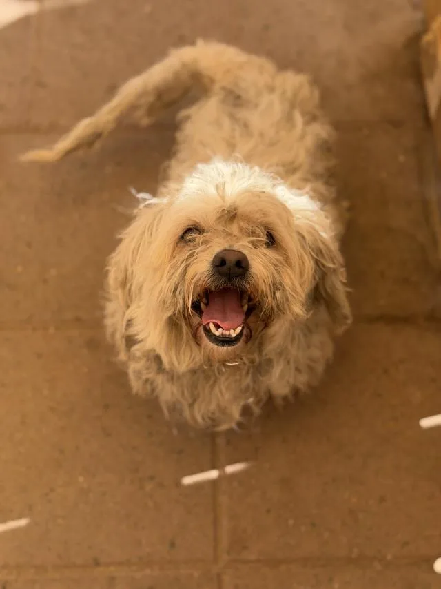 An adult small-sized male Manchester Terrier dog named Samuel for adoption in Santa Maria, CA
