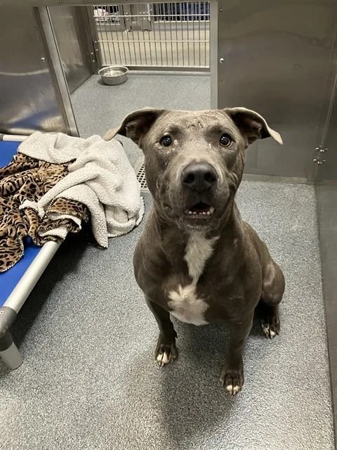 A young large-sized male Mixed Breed dog named Bucky for adoption in Dallas, TX
