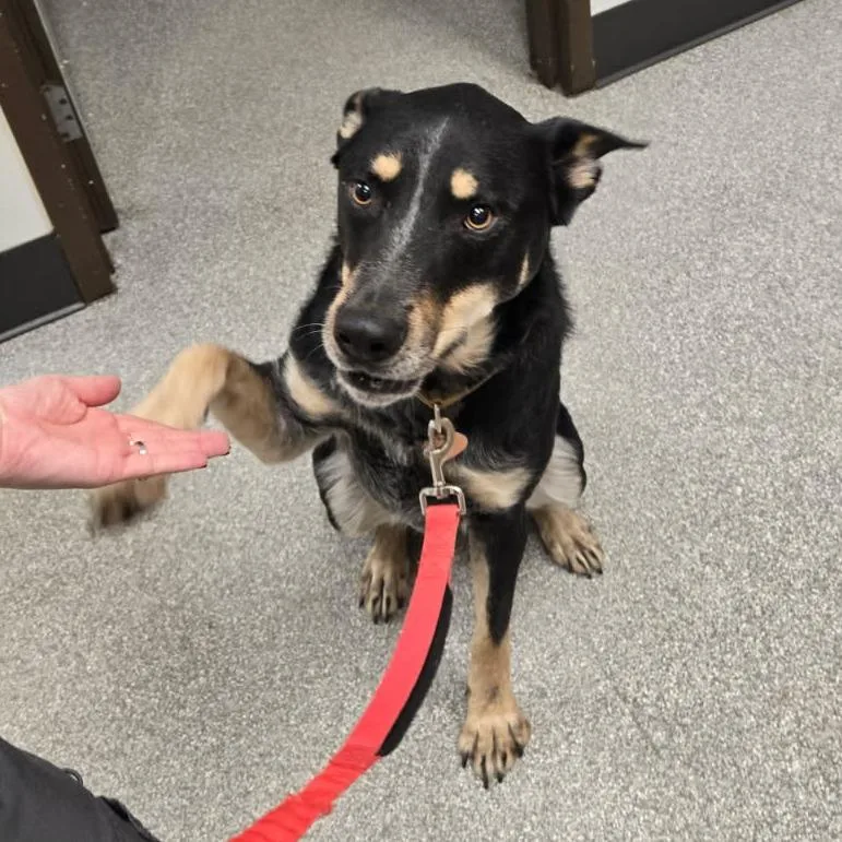 An adult large-sized male Black Shepherd dog named Butch for adoption in Durango, CO